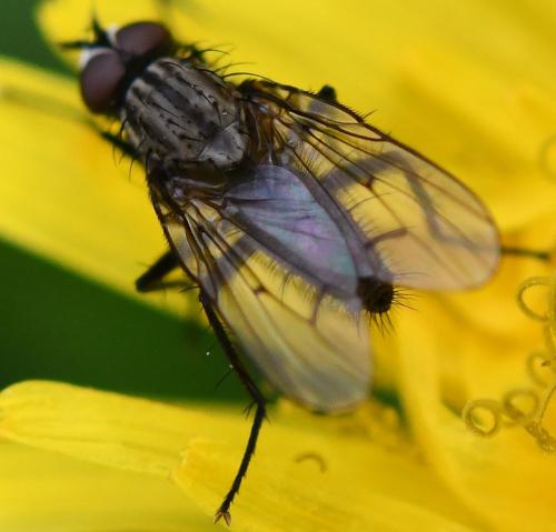 Anthomyia liturata